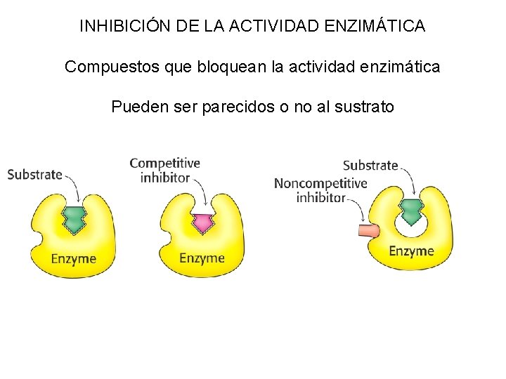 INHIBICIÓN DE LA ACTIVIDAD ENZIMÁTICA Compuestos que bloquean la actividad enzimática Pueden ser parecidos