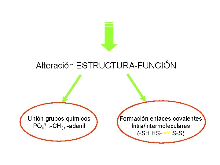 Alteración ESTRUCTURA-FUNCIÓN Unión grupos químicos PO 43 - , -CH 3, -adenil Formación enlaces