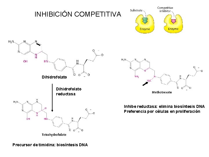 INHIBICIÓN COMPETITIVA Dihidrofolato reductasa Inhibe reductasa: elimina biosíntesis DNA Preferencia por células en proliferación