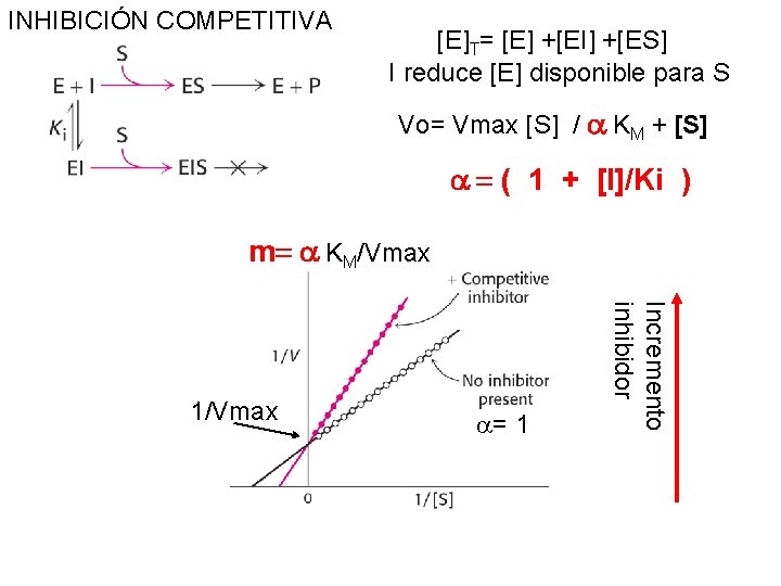 INHIBICIÓN COMPETITIVA [E]T= [E] +[EI] +[ES] I reduce [E] disponible para S Vo= Vmax