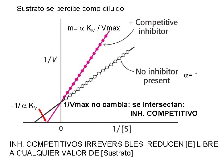 Sustrato se percibe como diluido m= a KM / Vmax a= 1 -1/ a