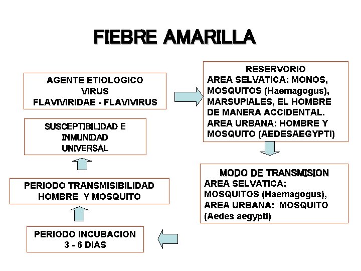 FIEBRE AMARILLA AGENTE ETIOLOGICO VIRUS FLAVIVIRIDAE - FLAVIVIRUS SUSCEPTIBILIDAD E INMUNIDAD UNIVERSAL RESERVORIO AREA