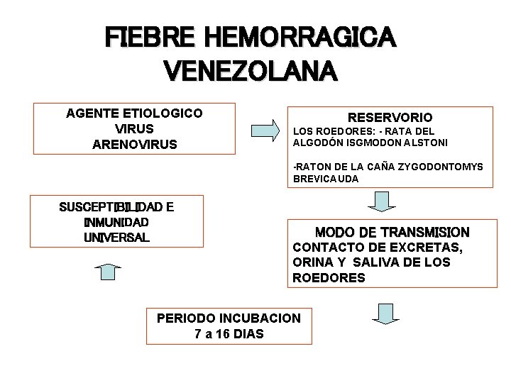 FIEBRE HEMORRAGICA VENEZOLANA AGENTE ETIOLOGICO VIRUS ARENOVIRUS RESERVORIO LOS ROEDORES: - RATA DEL ALGODÓN