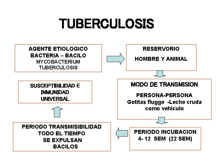 TUBERCULOSIS AGENTE ETIOLOGICO BACTERIA – BACILO MYCOBACTERIUM TUBERCULOSIS SUSCEPTIBILIDAD E INMUNIDAD UNIVERSAL PERIODO TRANSMISIBILIDAD