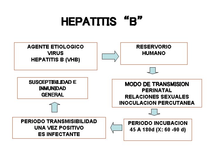 HEPATITIS “B” AGENTE ETIOLOGICO VIRUS HEPATITIS B (VHB) SUSCEPTIBILIDAD E INMUNIDAD GENERAL PERIODO TRANSMISIBILIDAD