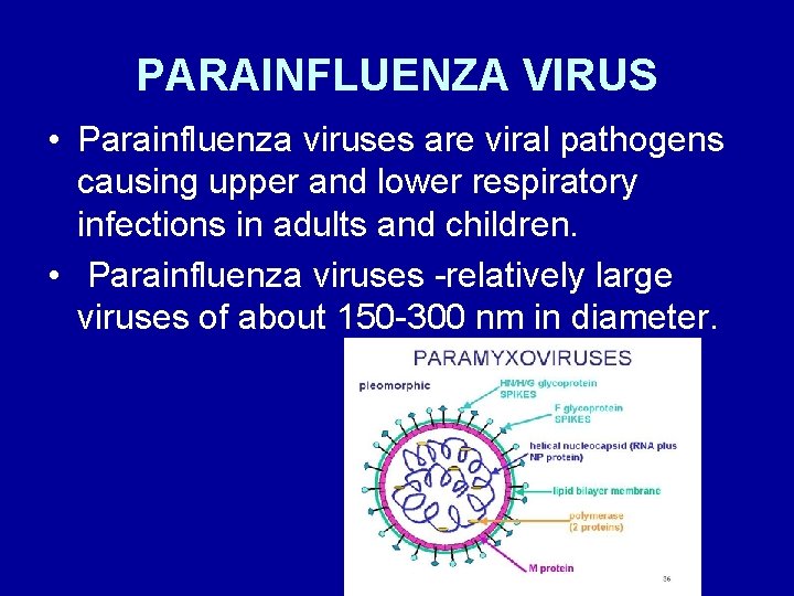 PARAINFLUENZA VIRUS • Parainfluenza viruses are viral pathogens causing upper and lower respiratory infections