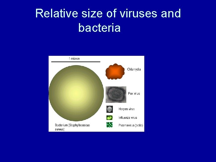 Relative size of viruses and bacteria 