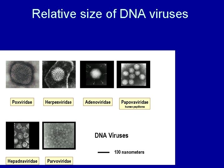 Relative size of DNA viruses 