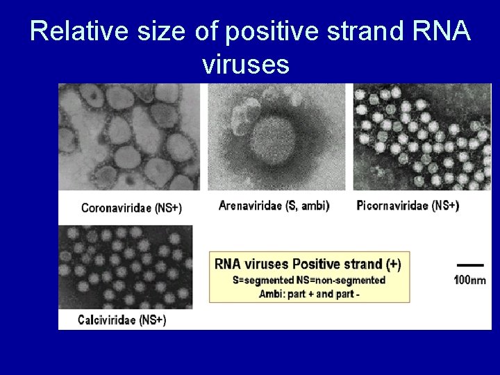 Relative size of positive strand RNA viruses 