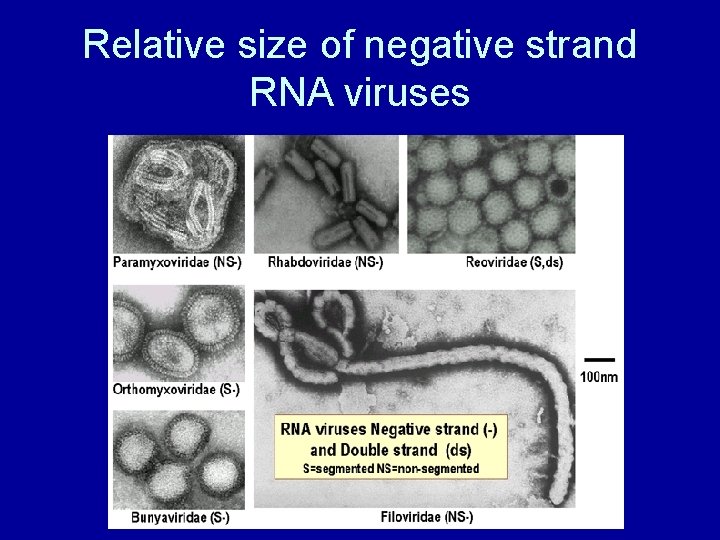 Relative size of negative strand RNA viruses 