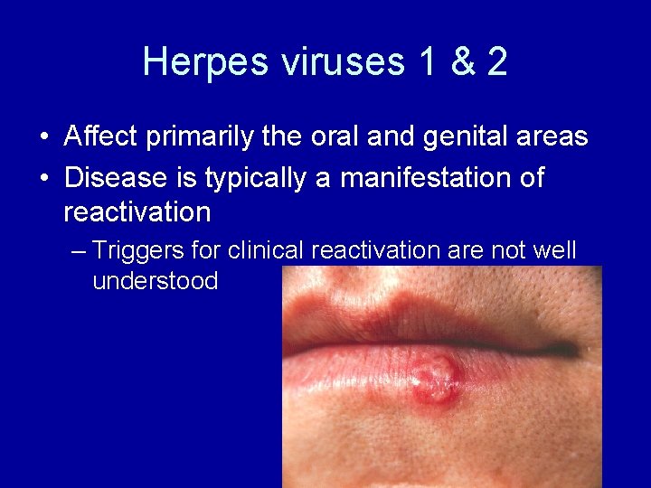 Herpes viruses 1 & 2 • Affect primarily the oral and genital areas •