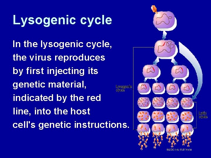 Lysogenic cycle In the lysogenic cycle, the virus reproduces by first injecting its genetic