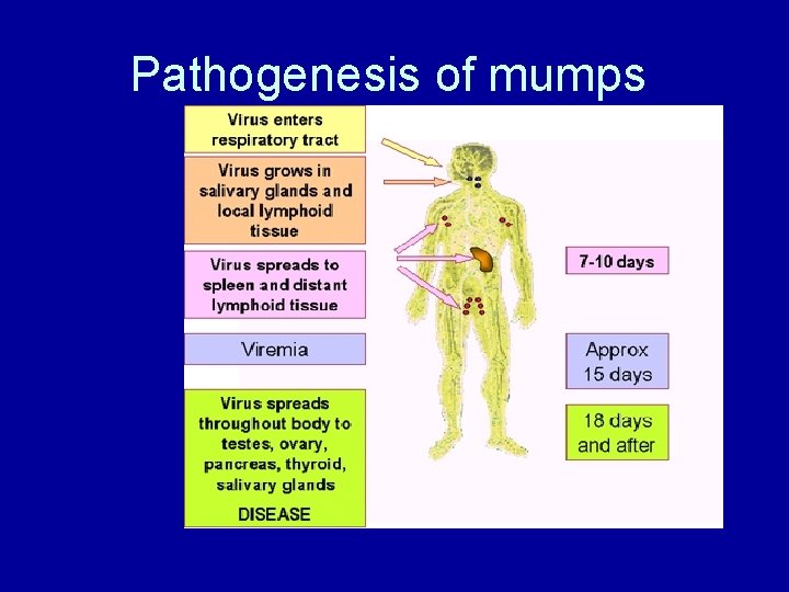 Pathogenesis of mumps 