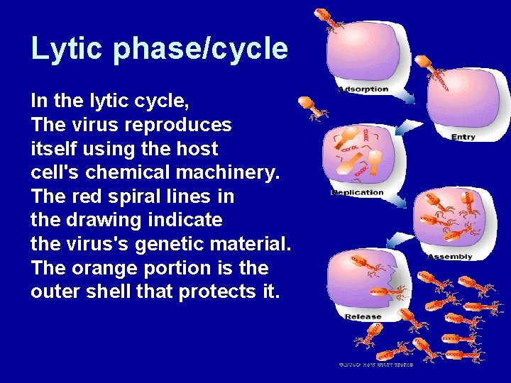 Lytic phase/cycle In the lytic cycle, The virus reproduces itself using the host cell's