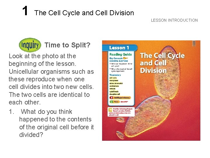LESSON 1 The Cell Cycle and Cell Division LESSON INTRODUCTION Time to Split? Look
