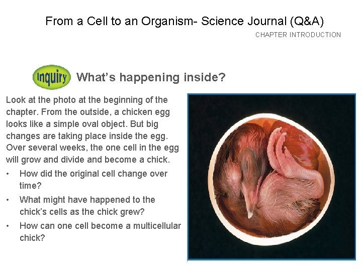 CHAPTER From a Cell to an Organism- Science Journal (Q&A) CHAPTER INTRODUCTION What’s happening
