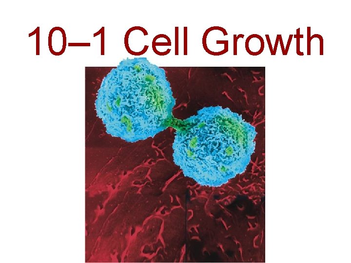 10– 1 Cell Growth 