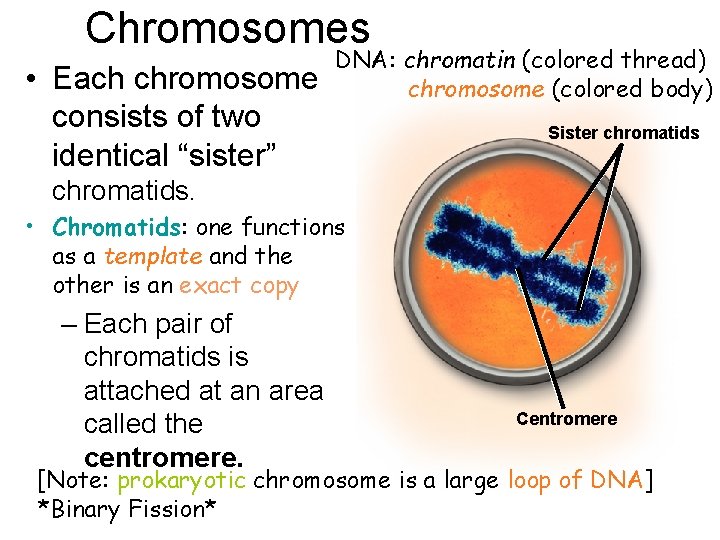 Chromosomes • Each chromosome consists of two identical “sister” DNA: chromatin (colored thread) chromosome