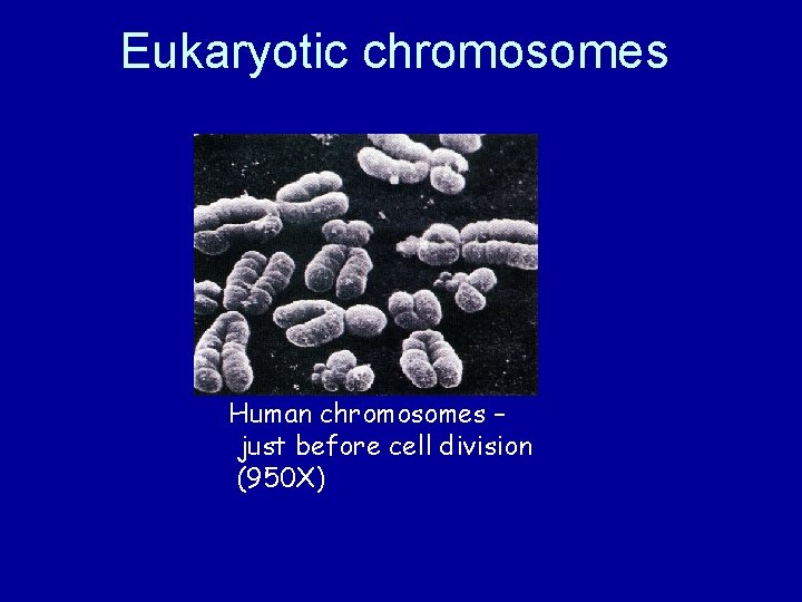 Eukaryotic chromosomes Human chromosomes – just before cell division (950 X) 