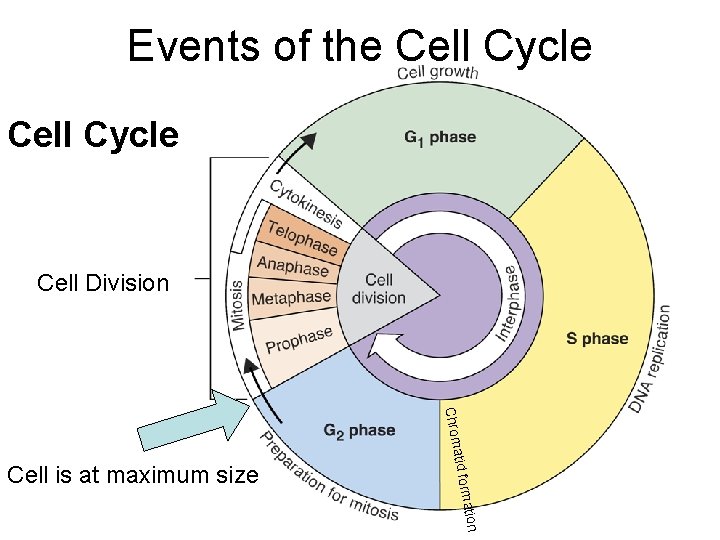 Events of the Cell Cycle Cell Division mation atid for Chrom Cell is at