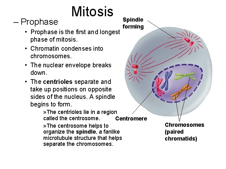 – Prophase Mitosis • Prophase is the first and longest phase of mitosis. •