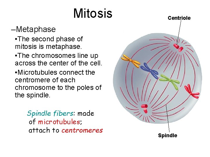 Mitosis Centriole –Metaphase • The second phase of mitosis is metaphase. • The chromosomes