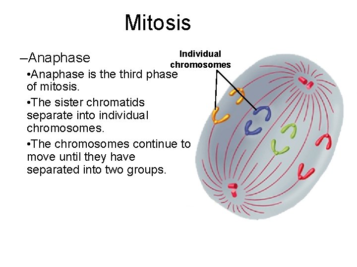 Mitosis –Anaphase Individual chromosomes • Anaphase is the third phase of mitosis. • The