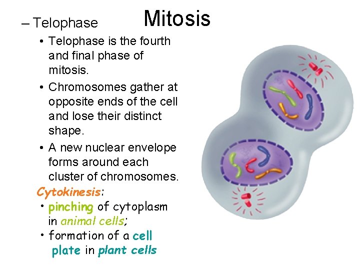 – Telophase Mitosis • Telophase is the fourth and final phase of mitosis. •