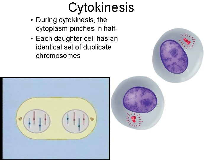 Cytokinesis • During cytokinesis, the cytoplasm pinches in half. • Each daughter cell has
