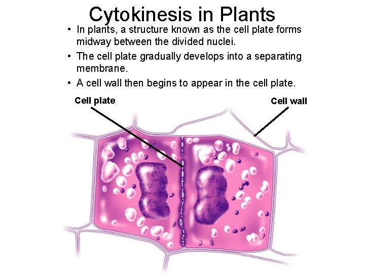 Cytokinesis in Plants • In plants, a structure known as the cell plate forms