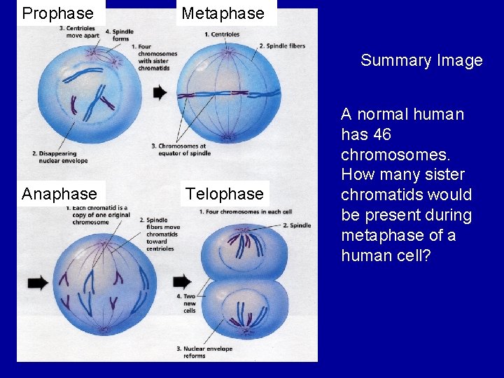 Prophase Metaphase Summary Image Anaphase Telophase A normal human has 46 chromosomes. How many