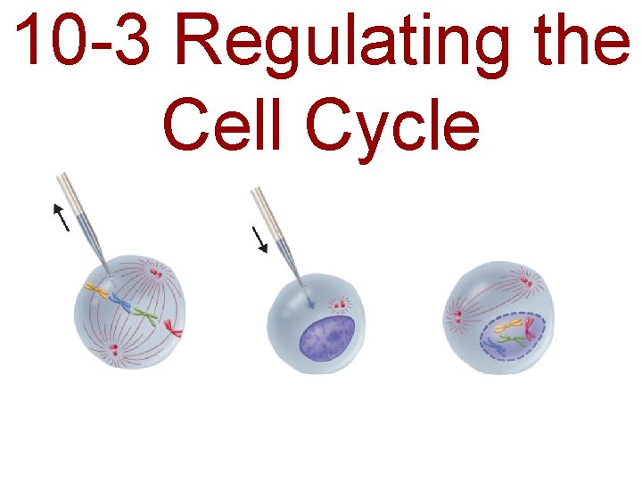 10 -3 Regulating the Cell Cycle 