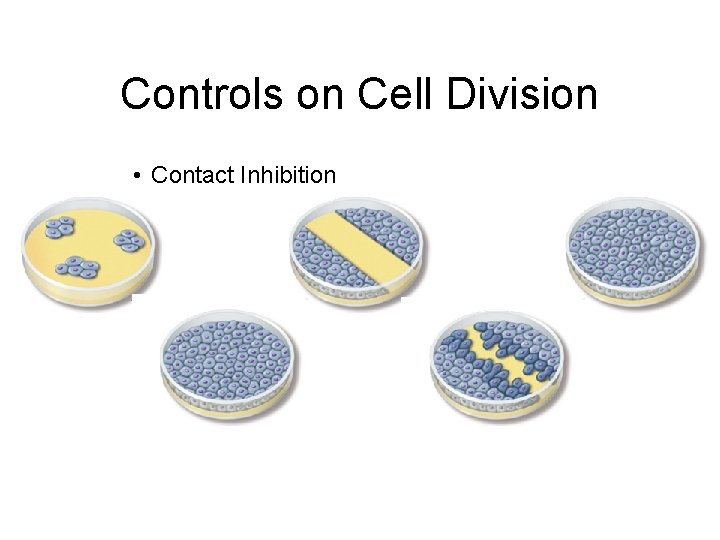 Controls on Cell Division • Contact Inhibition 