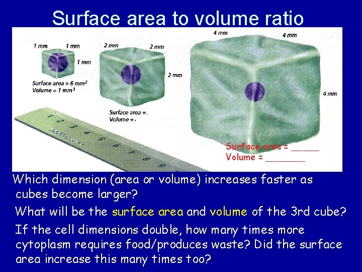 Surface area to volume ratio Surface area = _____ Volume = _______ Which dimension