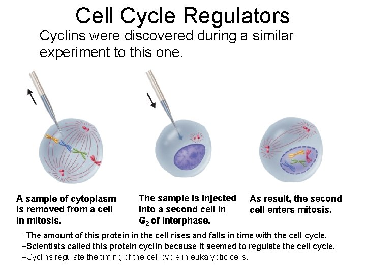 Cell Cycle Regulators Cyclins were discovered during a similar experiment to this one. A