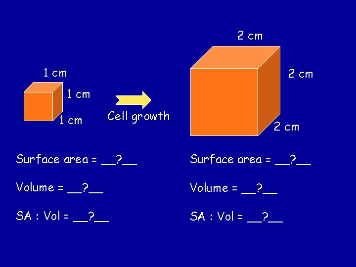 2 cm 1 cm Cell growth 2 cm Surface area = __? __ Volume