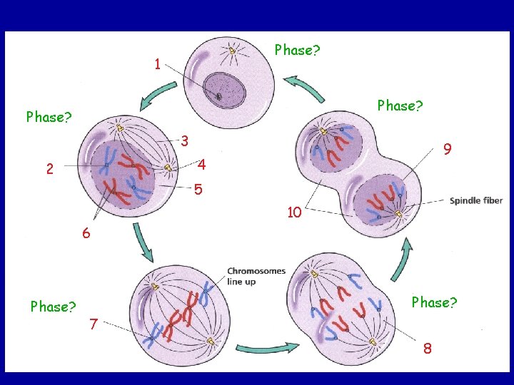 Phase? 1 Phase? 3 9 4 2 5 10 6 Phase? 7 8 