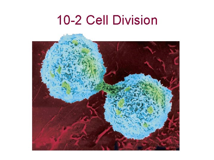 10 -2 Cell Division 