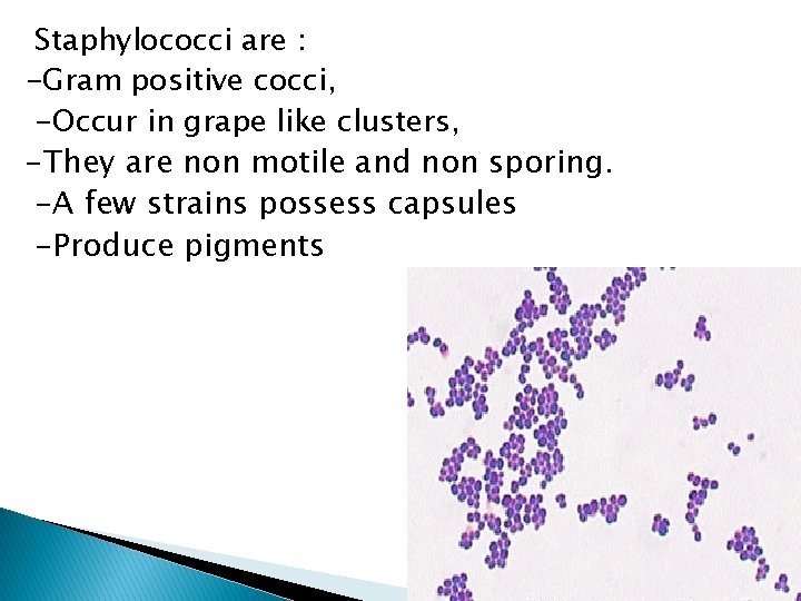 Staphylococci are : -Gram positive cocci, -Occur in grape like clusters, -They are non