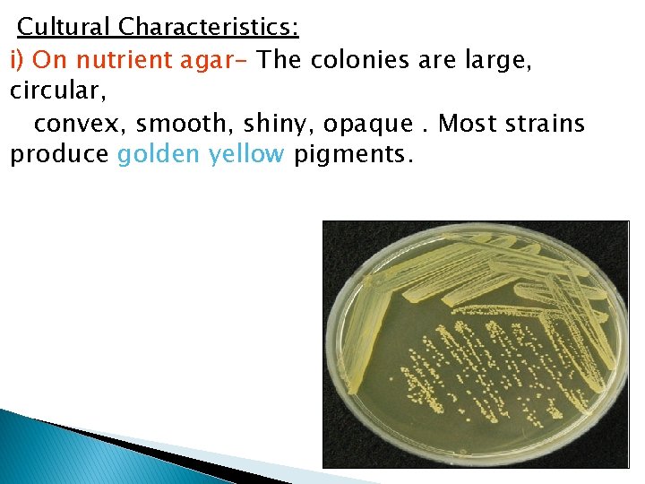 Cultural Characteristics: i) On nutrient agar- The colonies are large, circular, convex, smooth, shiny,