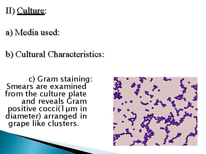 II) Culture: a) Media used: b) Cultural Characteristics: c) Gram staining: Smears are examined
