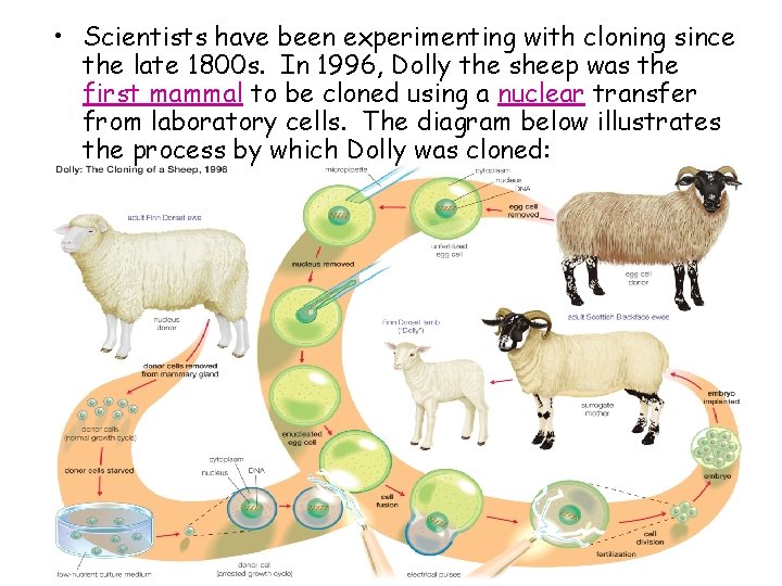 DNA Fingerprinting and Cloning Notes 2014 2015 Cloning