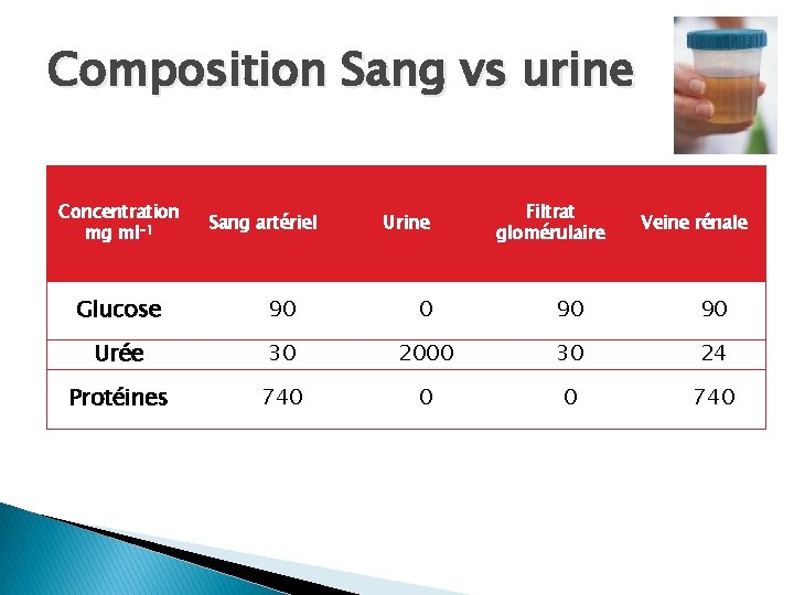 Composition Sang vs urine Concentration mg ml-1 Sang artériel Urine Filtrat glomérulaire Veine rénale