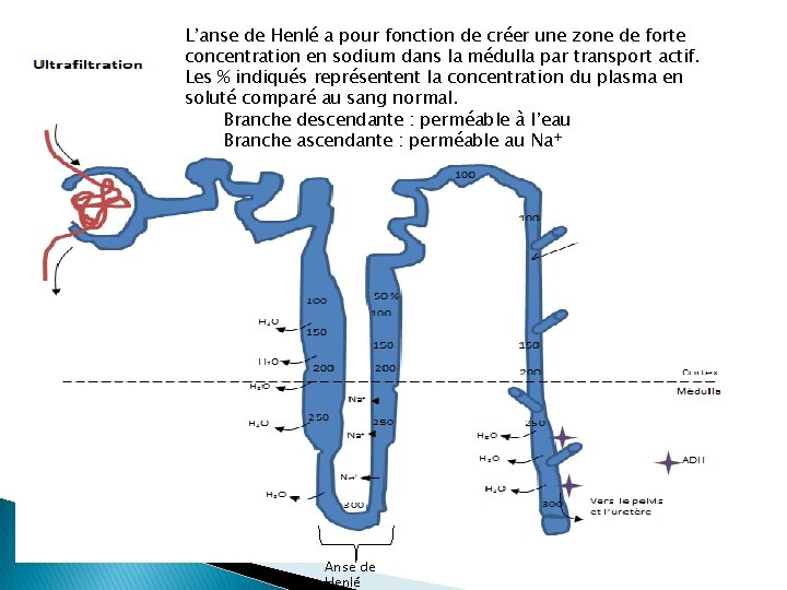 L’anse de Henlé a pour fonction de créer une zone de forte concentration en