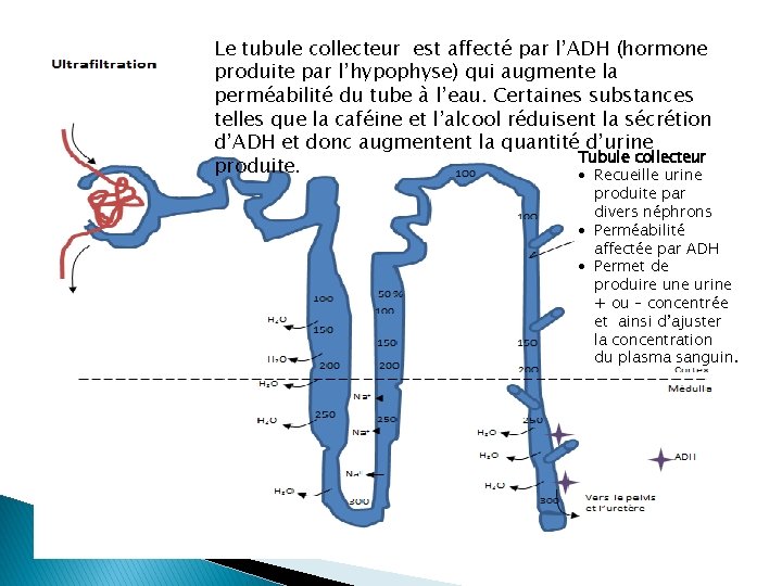 Le tubule collecteur est affecté par l’ADH (hormone produite par l’hypophyse) qui augmente la