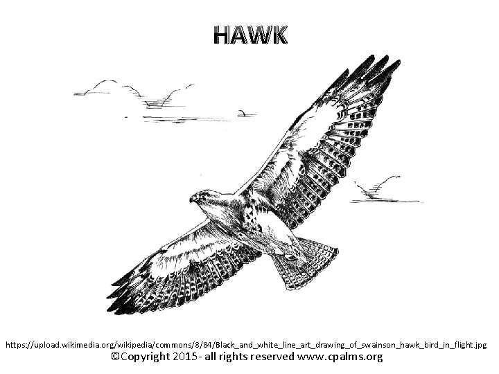 HAWK https: //upload. wikimedia. org/wikipedia/commons/8/84/Black_and_white_line_art_drawing_of_swainson_hawk_bird_in_flight. jpg ©Copyright 2015 - all rights reserved www. cpalms.
