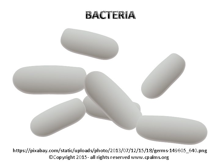 BACTERIA https: //pixabay. com/static/uploads/photo/2013/07/12/15/18/germs-149605_640. png ©Copyright 2015 - all rights reserved www. cpalms. org