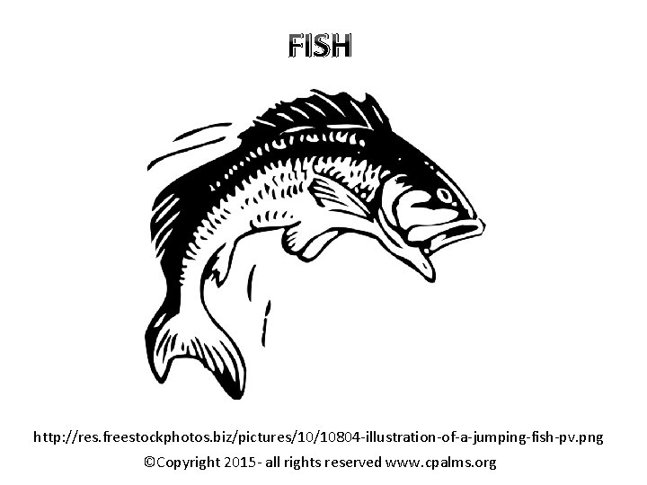 FISH http: //res. freestockphotos. biz/pictures/10/10804 -illustration-of-a-jumping-fish-pv. png ©Copyright 2015 - all rights reserved www.