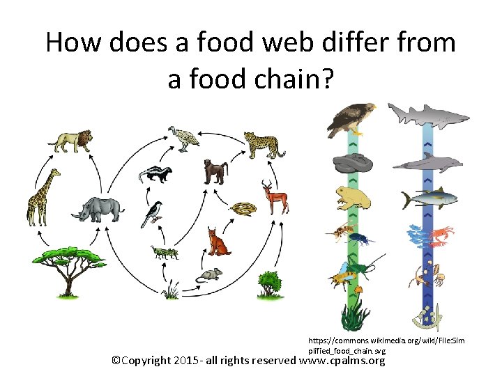 How does a food web differ from a food chain? https: //commons. wikimedia. org/wiki/File: