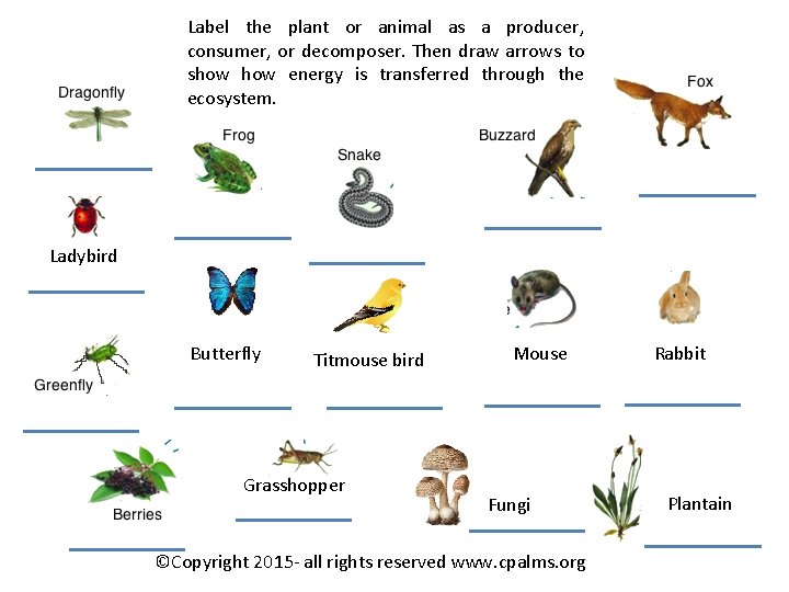 Label the plant or animal as a producer, consumer, or decomposer. Then draw arrows